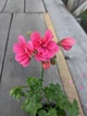 Плющелистная (ампельная) пеларгония Allegria Rosa, подрощенное цветущее растение в горшке 400 мл - изображение 3