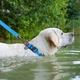 Повідець для собак WAUDOG Waterproof водостійкий M 3.05 м 20 мм Блакитний - зображення 7