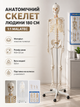 Анатомический скелет человека 1:1 180 см с подставкой Malatec белый пластиковый для изучения анатомии - изображение 1