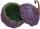 Skrzynka do przechowywania Nemesis Now One Piece Devil Fruit 12.8 cm (B7356A26) - obraz 3