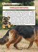 Енциклопедія. Собаки - зображення 5