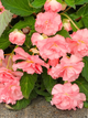 Бегонія Cascade Odorosa Sweet Pink - зображення 2