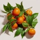 Туалетная Вода Escentric Molecules Molecule 01 Mandarin 100 Мл - изображение 6