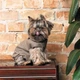 Костюм для животных Pet Fashion Pf Style S (4823082427956) - изображение 5