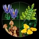 Конструктор LEGO Botanicals Лесные грибы 806 деталей (11505) - изображение 6