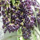 Мукуна жгучая Mucuna pruriens (лиана), семена 2 шт. - изображение 1