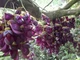 Мукуна жгучая Mucuna pruriens (лиана), семена 2 шт. - изображение 5