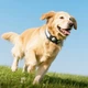 Брелок пошуковий трекер HOCO E91C Tiger Intelligent Positioning Anti-Lost (Pet Collar Type) з підтримкою Apple Find My - зображення 6