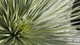 Экзотическая Юкка рострата (Yucca rostrata) «Spanish Premium» — высота 70-90 см, морозостойкость до -22 °C - изображение 2