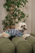 Одежда Pet Fashion Breeze Футболка для собак S (1111225444) - изображение 3