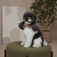 Одежда Pet Fashion Ruta Аксессуар на шею для собак S-М (1111225925) - изображение 3