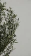 Оливковое дерево европейское Арбекина «Spanish Premium» (Olea europaea), возраст 55-60 лет - изображение 2
