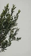 Оливковое дерево европейская Арбекина (Olea europaea Arbequina), возраст 10-15 лет - изображение 2