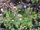 Аквилегия Winky Double Red & White (Aquilegia vulgaris) — водосбор махровый, контейнер Р9 - изображение 4