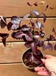 Лоропеталум китайський Loropetalum Fire Dance, горщик 9 (RG186) - изображение 2