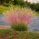 Фестука аметистовая «Валберла» (Festuca amethystina 'Walberla'), Р9 - изображение 1