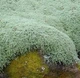 Чебрець (Тимьян) 'Pseudolanuginosus' (Псевдоланогіносус), Р9 - зображення 1
