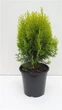 Туя Platycladus Aurea Nana (9 горщик) - зображення 1