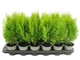 Туя Platycladus Aurea Nana (9 горщик) - зображення 2