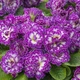Примула "Belarina 'Purple Dawn. - изображение 1