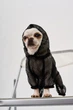 Костюм для собак сетка Dogs Bomba от клещей черный D-251 4р - изображение 3