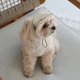 Кепка для собак Pet Fashion Glamor XL - бежевий - изображение 7