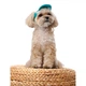 Кепка для собак Pet Fashion Topaz XS - бірюзовий - зображення 6