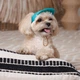 Кепка для собак Pet Fashion Topaz XS - бірюзовий - зображення 7