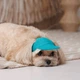 Кепка для собак Pet Fashion Topaz XS - бірюзовий - зображення 8