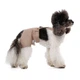 Шорти для собак Pet Fashion Leo M - бежевий - зображення 6