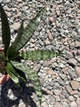 Сансевієрія Еверест (Sansevieria Everest), 8 см горщик, висота 15 см - зображення 2