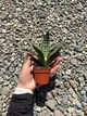 Сансевієрія Еверест (Sansevieria Everest), 8 см горщик, висота 15 см - зображення 3