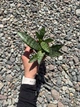 Сансевієрія Еверест (Sansevieria Everest), 8 см горщик, висота 15 см - зображення 6