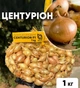 Лук севок Центурион F1, 1 кг, Broer - изображение 1