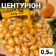 Лук севок Центурион F1, 0,5 кг, Broer - изображение 1