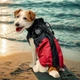 Одяг для собак дощовик “Dragon”. SKU 00599. Розмір XL. Your Stylish Hunter. Дощовик для собак для такс, коргі, джек расселів, цвергпінчерів та іншіх. - зображення 13