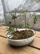 Самополивной горшок для бонсай - изображение 3