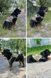 Шлейка для собак Tactical K9, металева пряжка фастекс і система MOLLE, L (77-99 см) Камуфляж (271L-CAMO) - зображення 8