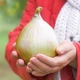 Голландские Семена Bejo Лук репчатый Эксибишн, 100 шт - изображение 4