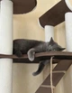 Компактный высокий игровой кошачий комплекс когтеточка для котов кошек 190х80х60см коричнево молочный - изображение 6