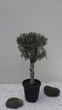 Оливковое дерево европейское Арбекина «Spanish Premium» (Olea europaea Arbequina) — Возраст 30-35 лет - изображение 3