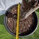 Оливковое дерево европейское Арбекина «Spanish Premium» (Olea europaea Arbequina) — Возраст 30-35 лет - изображение 5