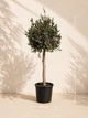 Оливковое дерево европейское Арбекина «Spanish Premium» (Olea europaea Arbequina) — Возраст 30-35 лет - изображение 6