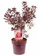 Скумпія Royal Purple (20 горщик) - зображення 1