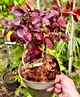 Скумпія Royal Purple (20 горщик) - зображення 2