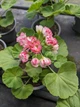 Розебудна пеларгонія Apple Blossom Rosebud, саджанець в 100-грамовому стаканчику - зображення 4