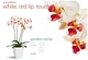 Орхідея (підліток зараз без квітів) TopDreams фаленопсис Phal Grandiflora Pandora Red Lip квіти 7,5 см 1.7 (торфстакан) - изображение 1