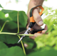 Ножиці для рослин і квітів Fiskars Solid ™ Softgrip SP15 1051602 - изображение 7