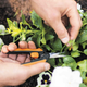 Ножиці для квітів Fiskars Solid ™ Micro-Tip SP13 1051600 - изображение 5