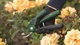 Секатор акумуляторний Bosch EasyPrune (0.600.8B2.102) ( 23483 ) - изображение 5